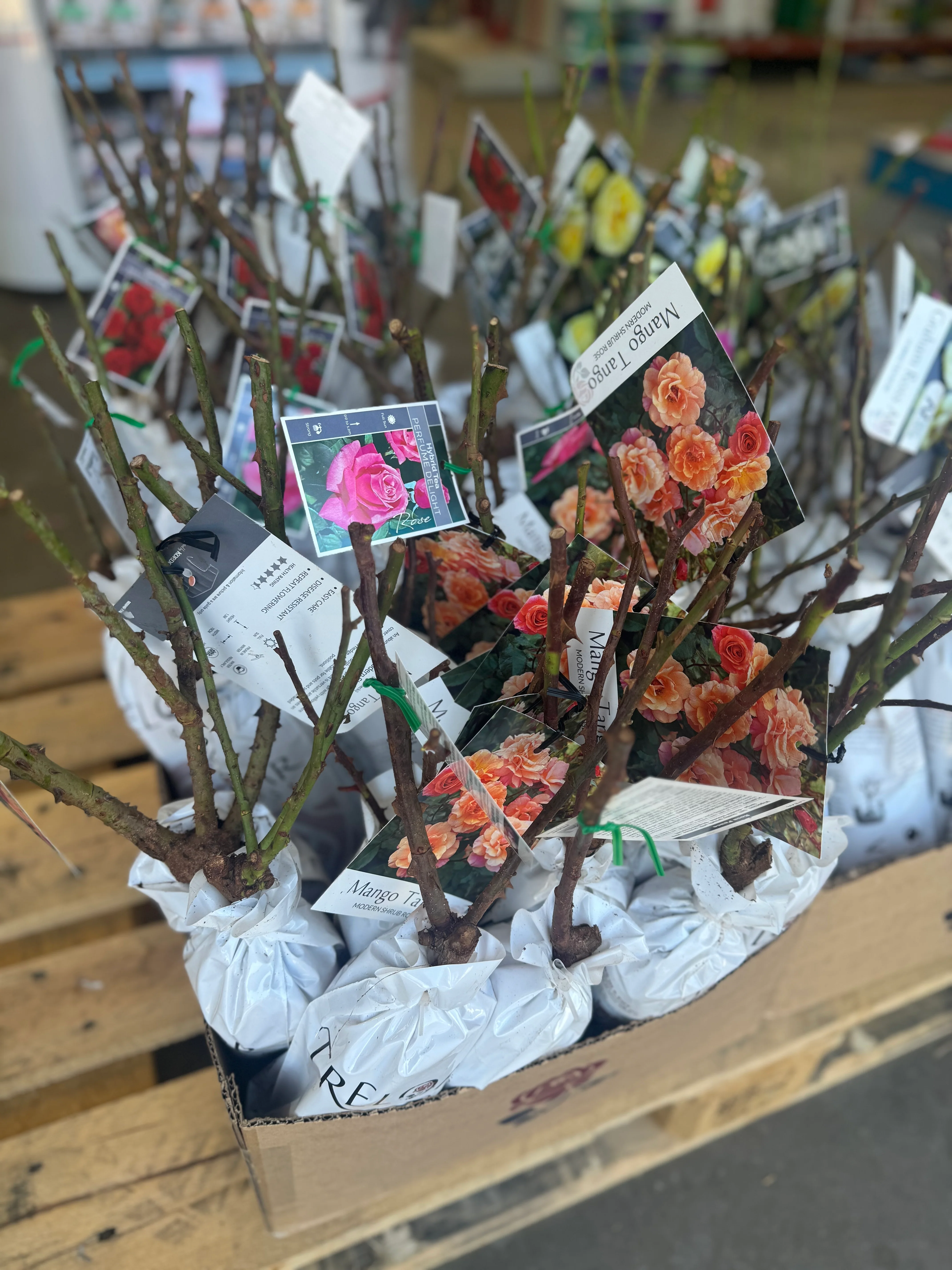 Bagged Bare Root Roses