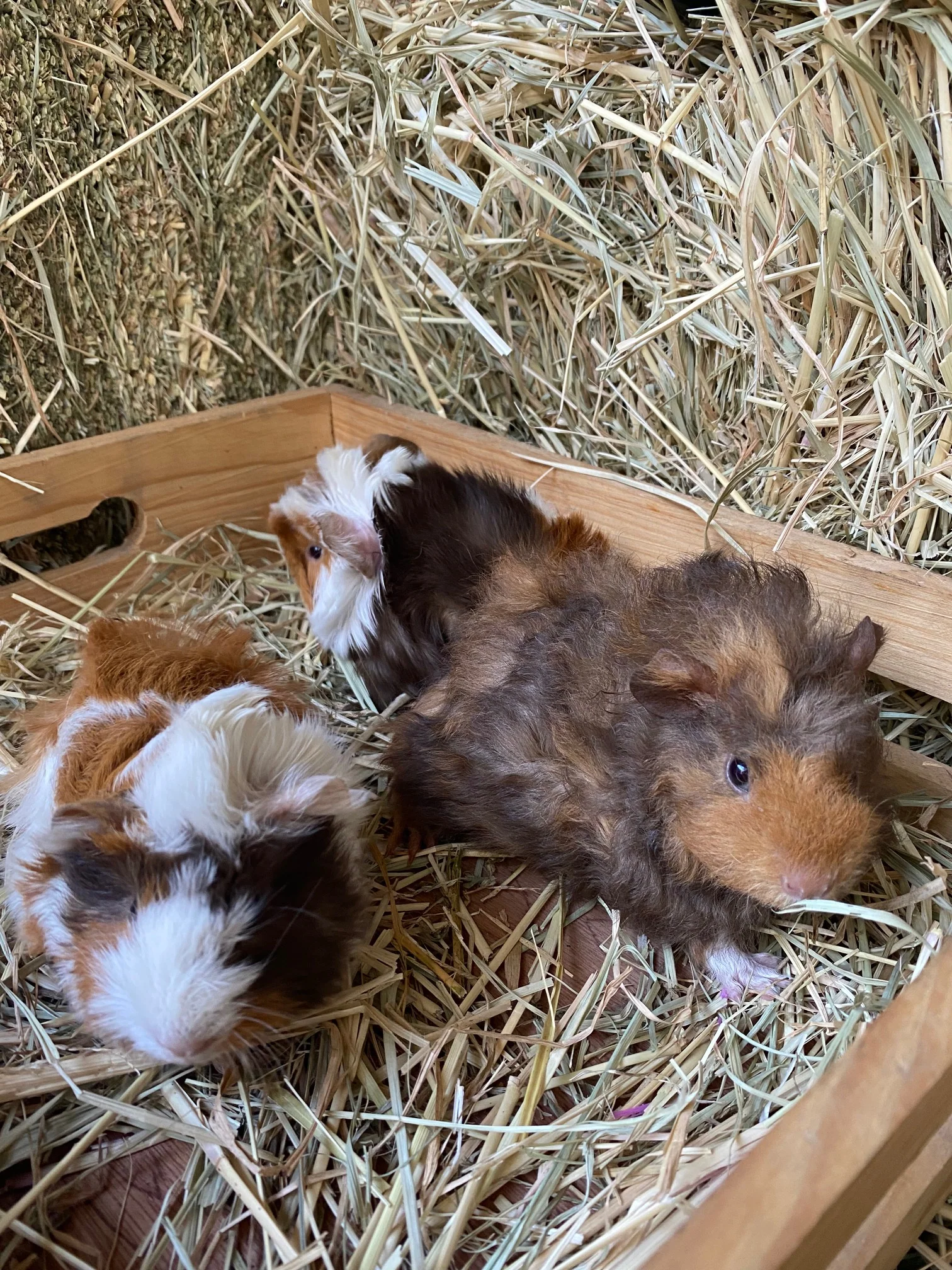 Guinea Pig Male
