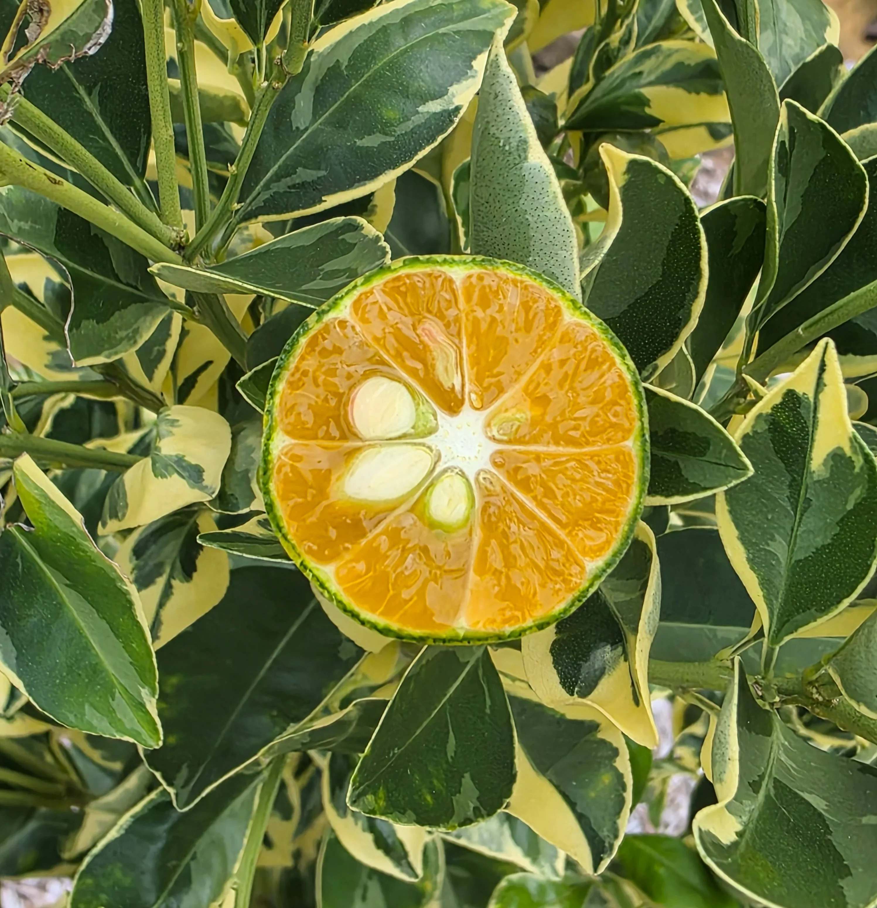 Kumquat - Variegated Calamondin Grafted