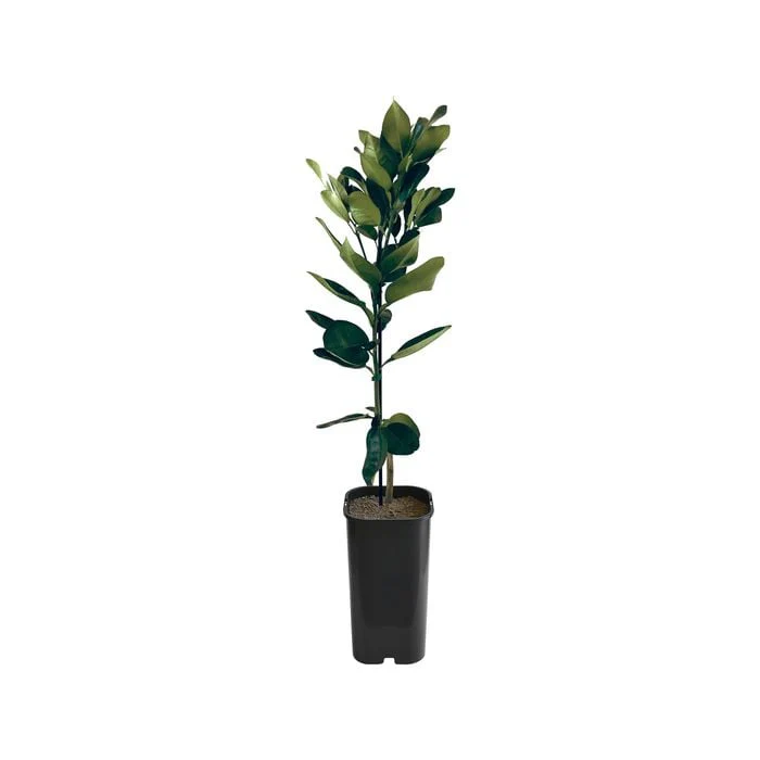 Pummelo - Flicks Yellow Grafted